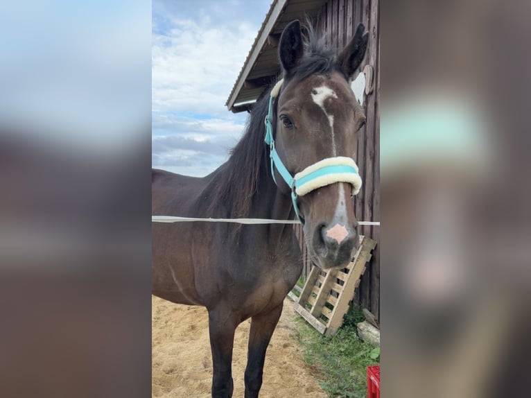 Westfale Stute 21 Jahre 153 cm Brauner in Selters