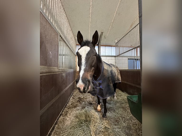 Westfale Stute 21 Jahre 160 cm Dunkelbrauner in Meerbusch