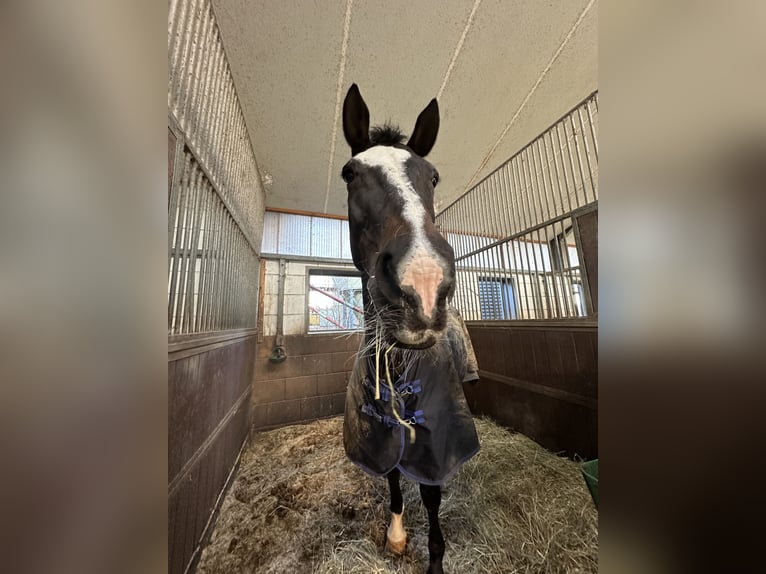Westfale Stute 21 Jahre 160 cm Dunkelbrauner in Meerbusch