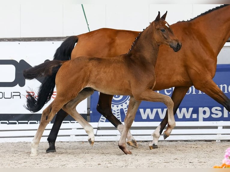 Westfale Stute 21 Jahre 165 cm Brauner in Damme