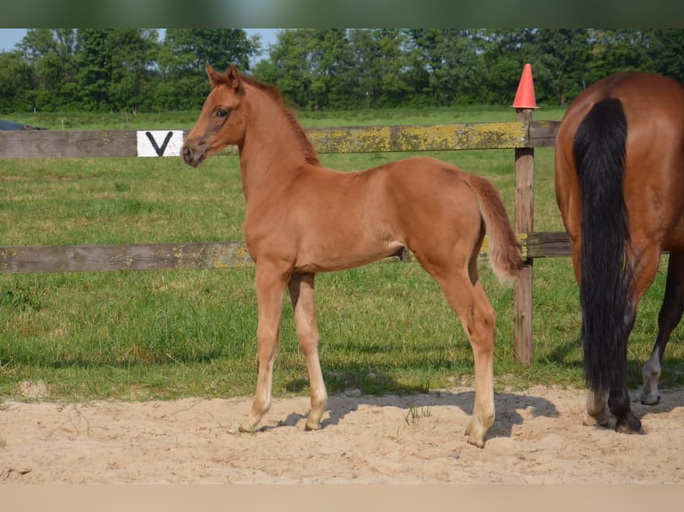 Westfale Stute 21 Jahre 165 cm Brauner in Damme