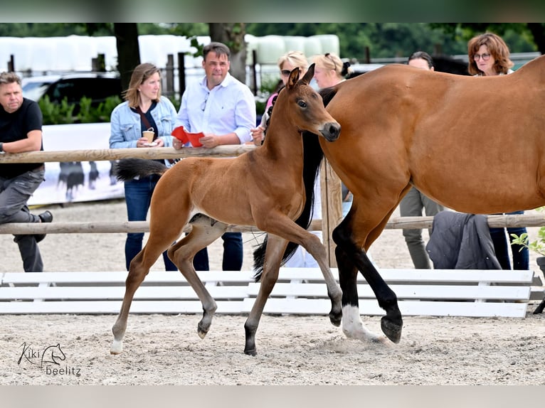 Westfale Stute 21 Jahre 165 cm Brauner in Damme