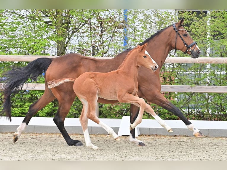 Westfale Stute 21 Jahre 165 cm Brauner in Damme