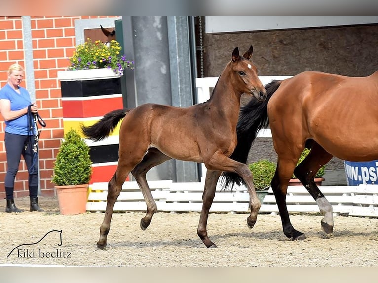 Westfale Stute 21 Jahre 165 cm Brauner in Damme