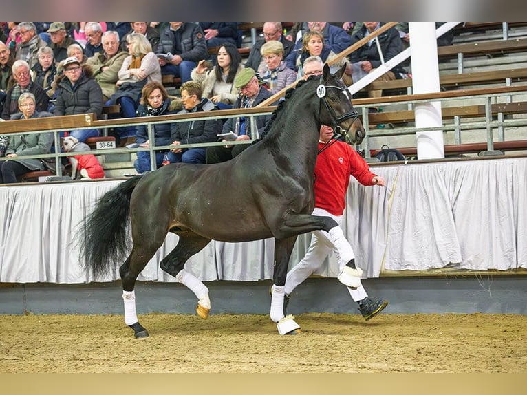 Westfale Stute 21 Jahre 165 cm Brauner in Damme