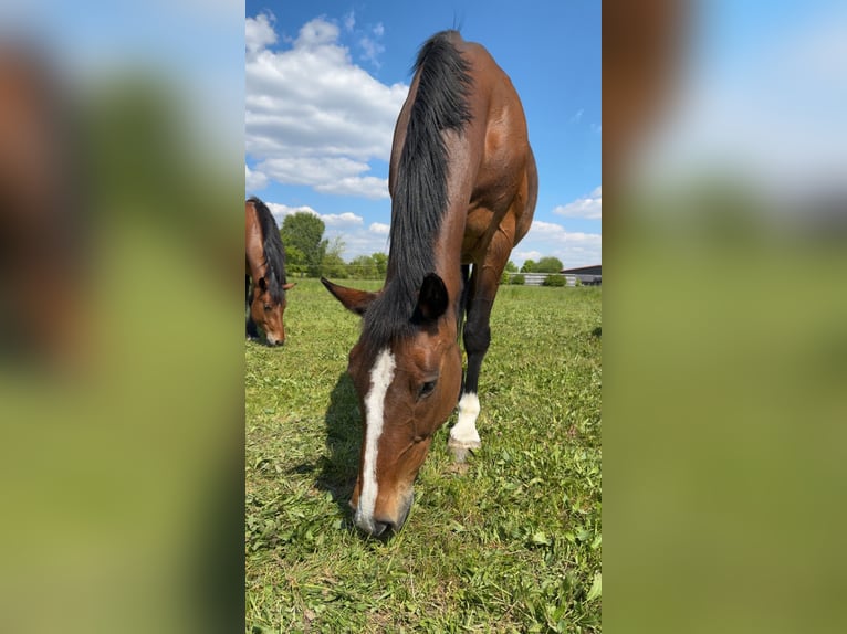 Westfale Stute 21 Jahre 165 cm Brauner in M&#xFC;hlenbeck