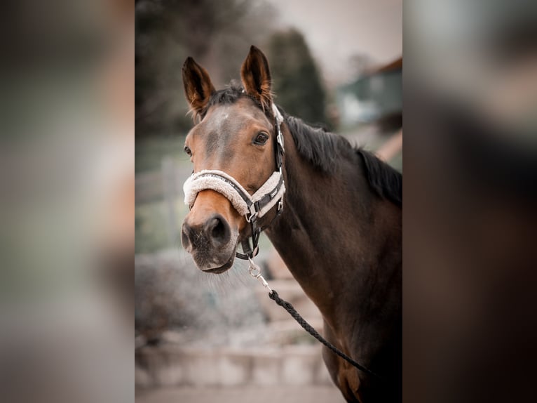 Westfale Stute 22 Jahre 160 cm Brauner in Remscheid