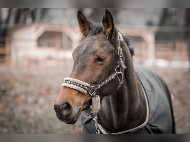 Westfale Stute 22 Jahre 160 cm Brauner in Remscheid