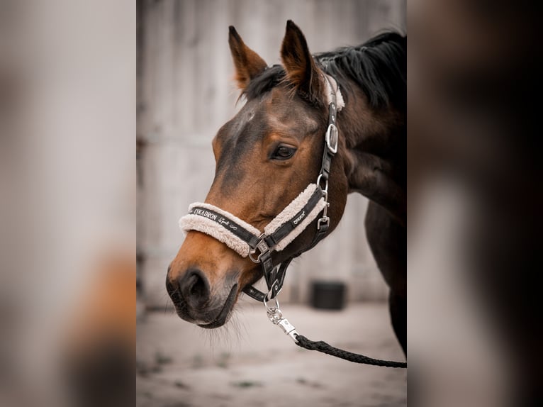 Westfale Stute 22 Jahre 160 cm Brauner in Remscheid