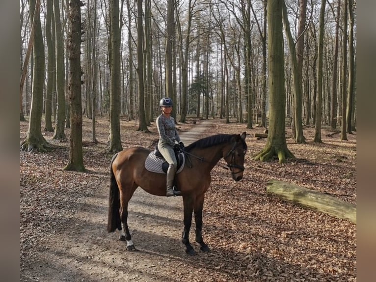 Westfale Stute 22 Jahre 165 cm Brauner in Nottuln-Schapdetten