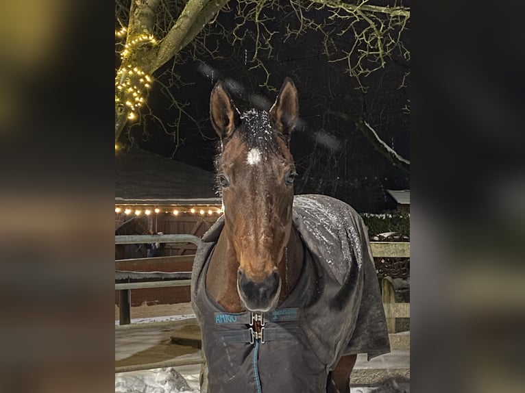 Westfale Stute 22 Jahre 165 cm Brauner in Nottuln-Schapdetten