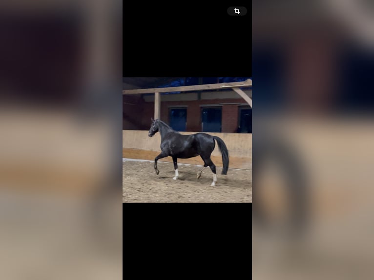 Westfale Stute 22 Jahre 165 cm in Ibbenbüren