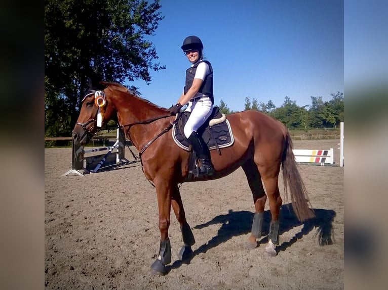 Westfale Stute 22 Jahre 168 cm Fuchs in Flensburg