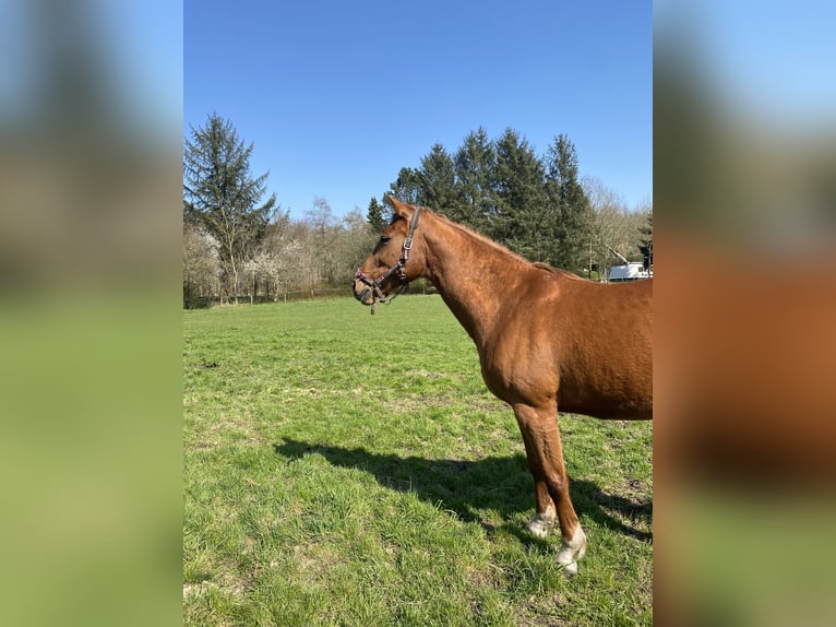 Westfale Stute 22 Jahre 168 cm Fuchs in Flensburg