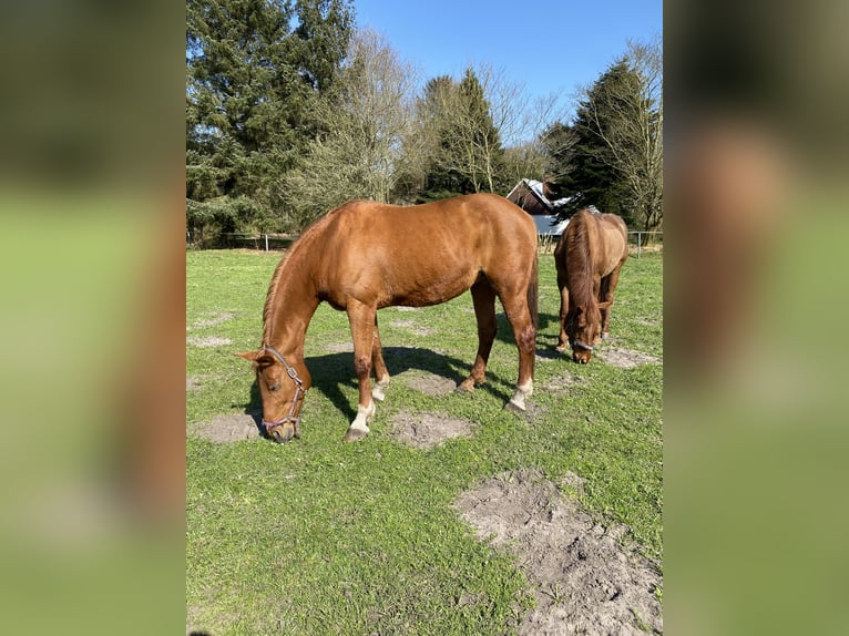 Westfale Stute 22 Jahre 168 cm Fuchs in Flensburg