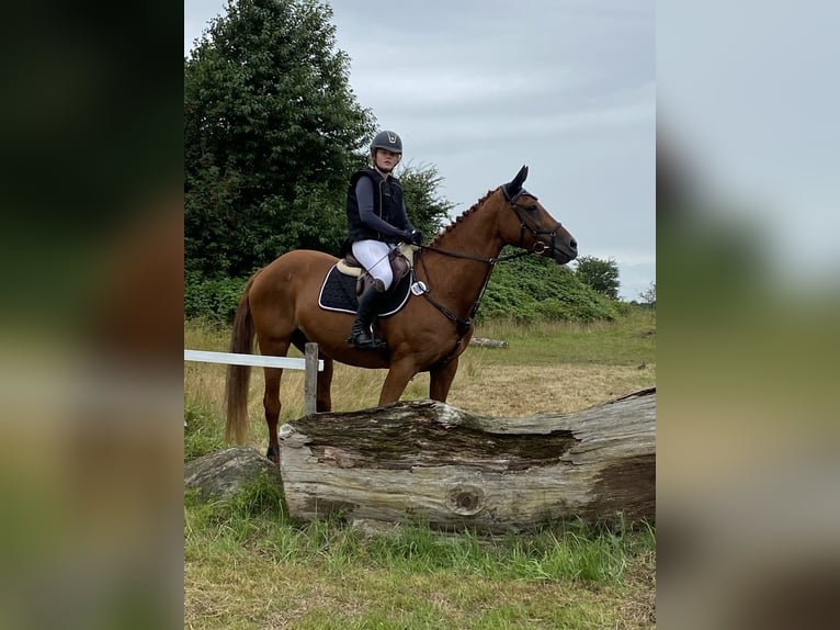 Westfale Stute 22 Jahre 168 cm Fuchs in Flensburg
