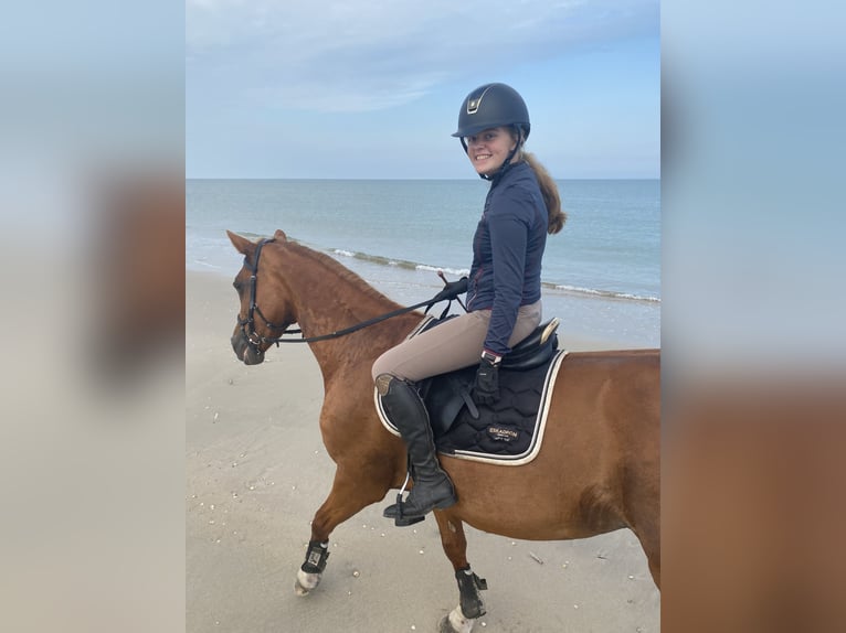 Westfale Stute 22 Jahre 168 cm Fuchs in Flensburg