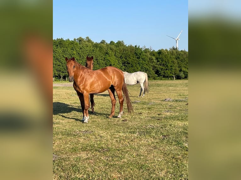 Westfale Stute 22 Jahre 168 cm Fuchs in Flensburg