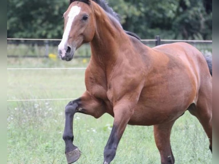 Westfale Stute 22 Jahre 172 cm Brauner in Halle