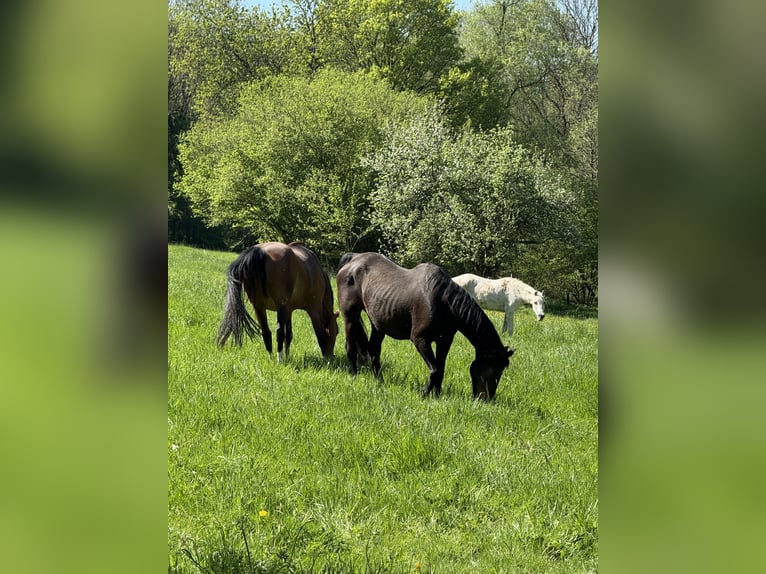 Westfale Stute 23 Jahre 163 cm Dunkelbrauner in Mengerskirchen