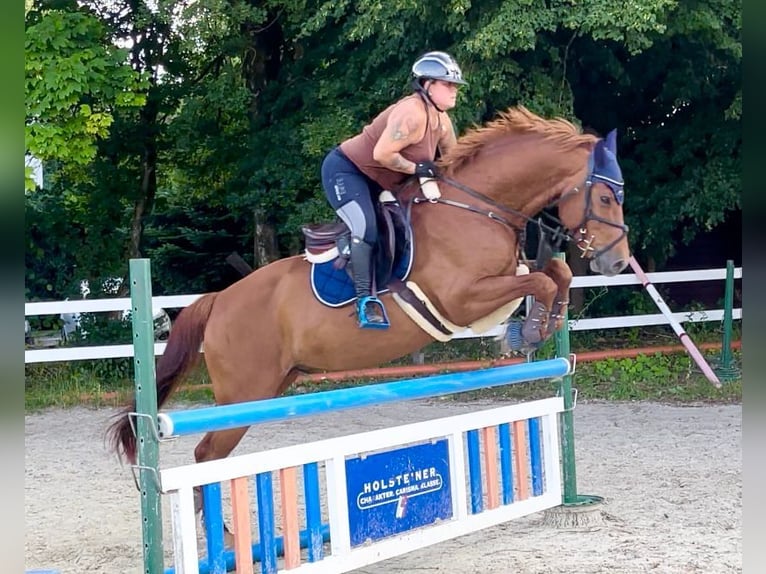 Westfale Stute 23 Jahre 163 cm Dunkelbrauner in Mengerskirchen
