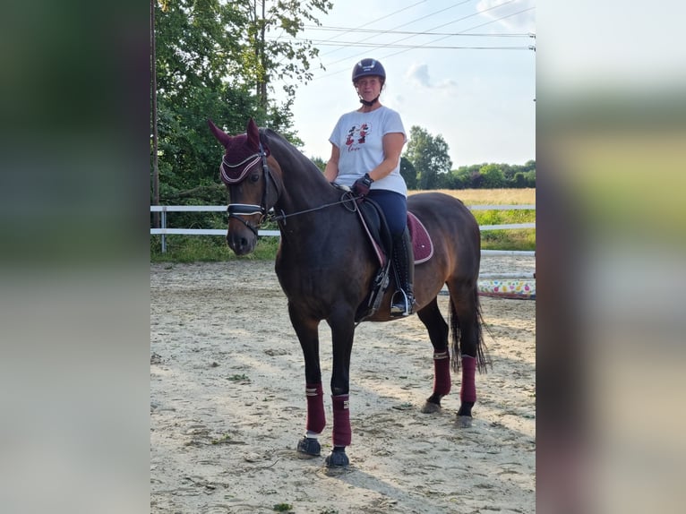 Westfale Stute 23 Jahre 163 cm Dunkelbrauner in Mengerskirchen