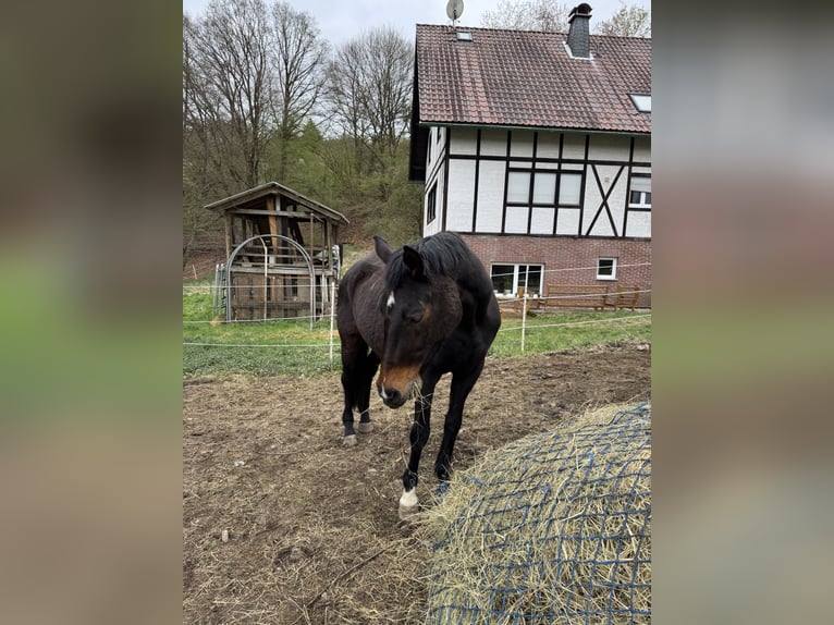 Westfale Stute 23 Jahre 163 cm Dunkelbrauner in Mengerskirchen