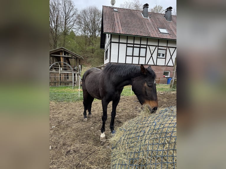 Westfale Stute 23 Jahre 163 cm Dunkelbrauner in Mengerskirchen