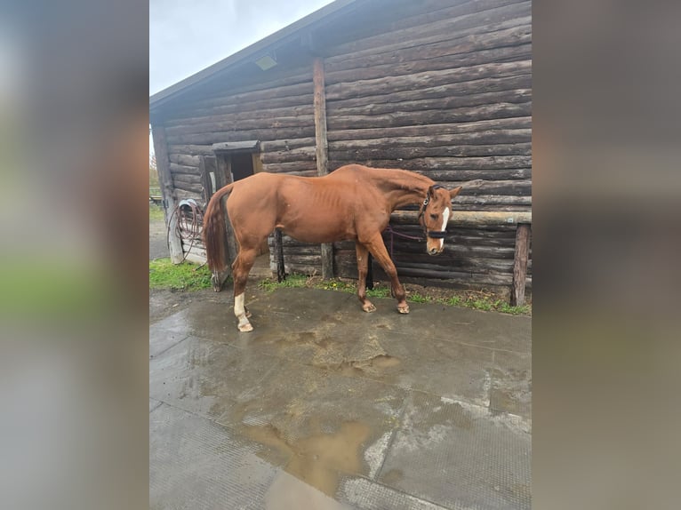 Westfale Stute 23 Jahre 164 cm Fuchs in Vettweiß