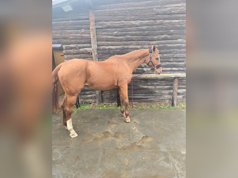 Westfale Stute 23 Jahre 164 cm Fuchs in Vettweiß