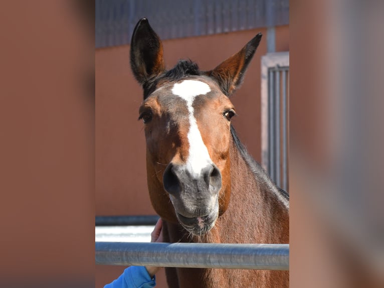 Westfale Stute 23 Jahre 171 cm Brauner in Essen