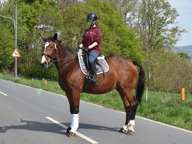 Westfale Stute 23 Jahre 171 cm Brauner in Essen