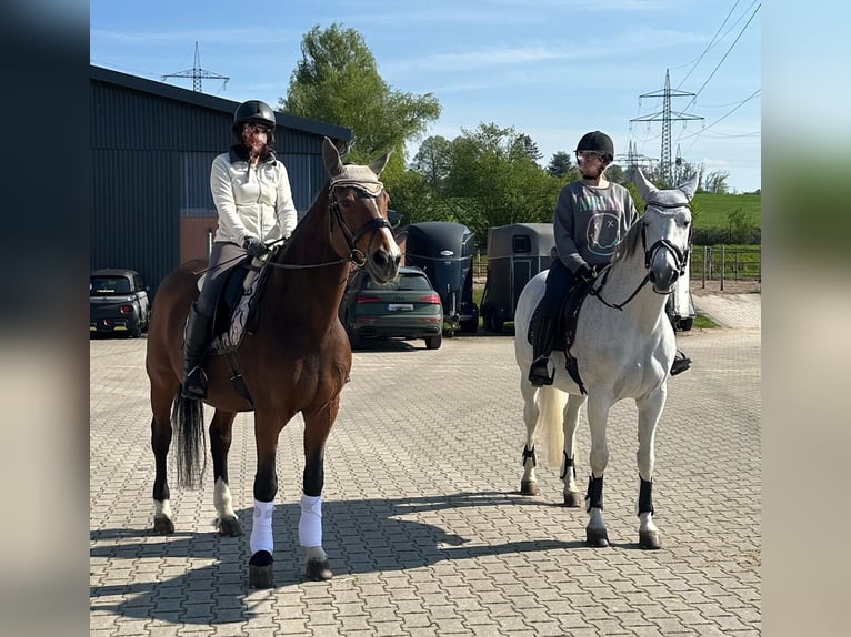 Westfale Stute 23 Jahre 171 cm Brauner in Essen
