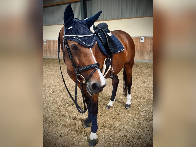 Westfale Stute 23 Jahre 171 cm Brauner in Essen