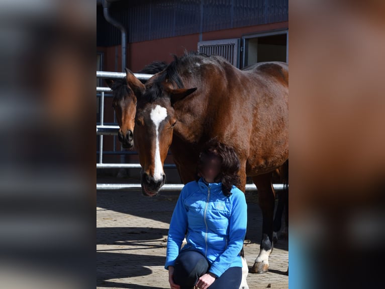 Westfale Stute 23 Jahre 171 cm Brauner in Essen