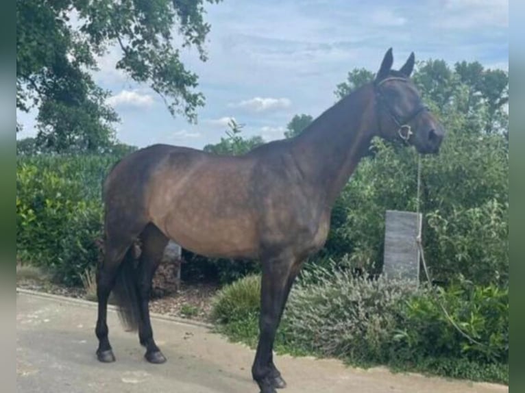 Westfale Stute 23 Jahre 172 cm Dunkelbrauner in Oberhausen