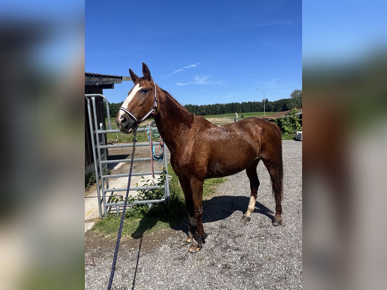 Westfale Stute 27 Jahre 168 cm Fuchs in Germering