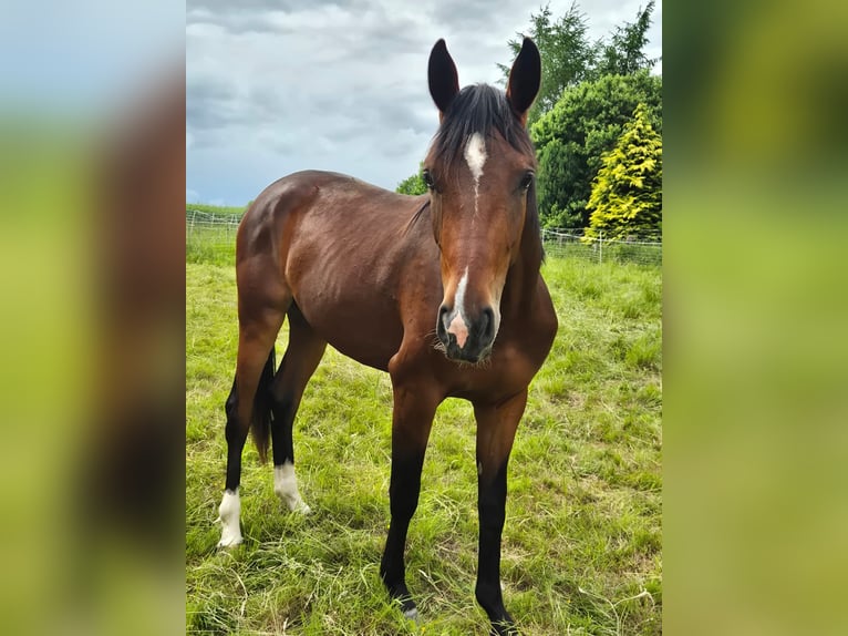 Westfale Stute 2 Jahre 158 cm Brauner in Deensen