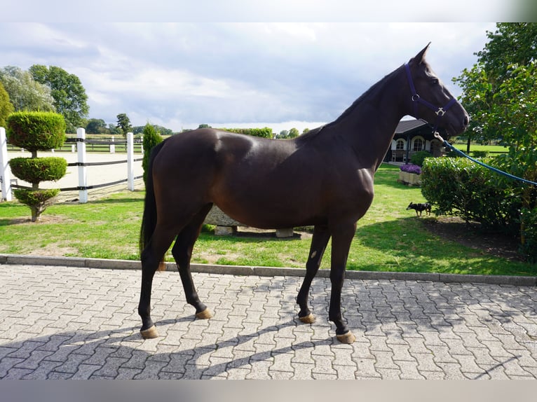 Westfale Stute 2 Jahre 160 cm Rappe in Nordwalde