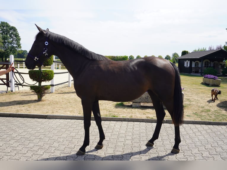 Westfale Stute 2 Jahre 160 cm Rappe in Nordwalde