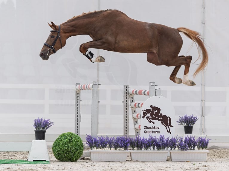 Westfale Stute 2 Jahre 161 cm Fuchs in M&#xFC;nster Handorf