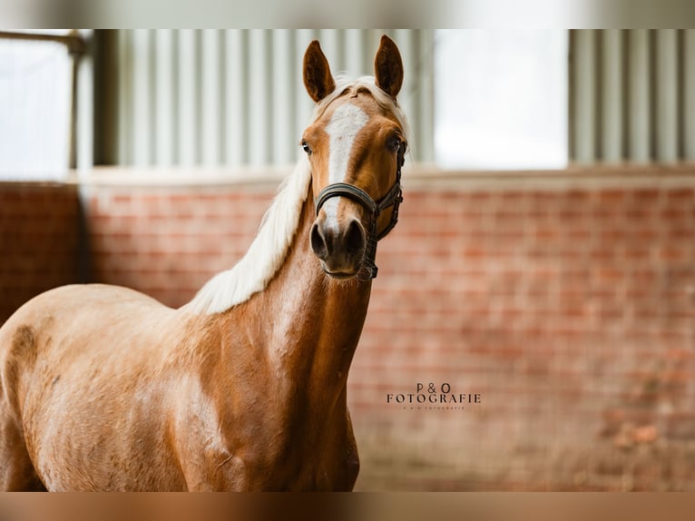 Westfale Stute 2 Jahre 163 cm Palomino in Marl