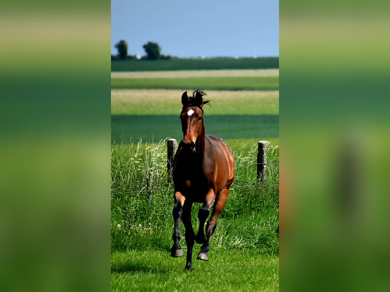 Westfale Stute 2 Jahre 164 cm Brauner in Aachen
