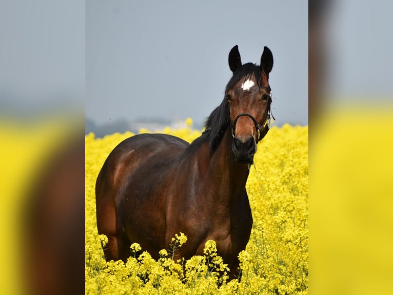 Westfale Stute 2 Jahre 164 cm Brauner in Aachen