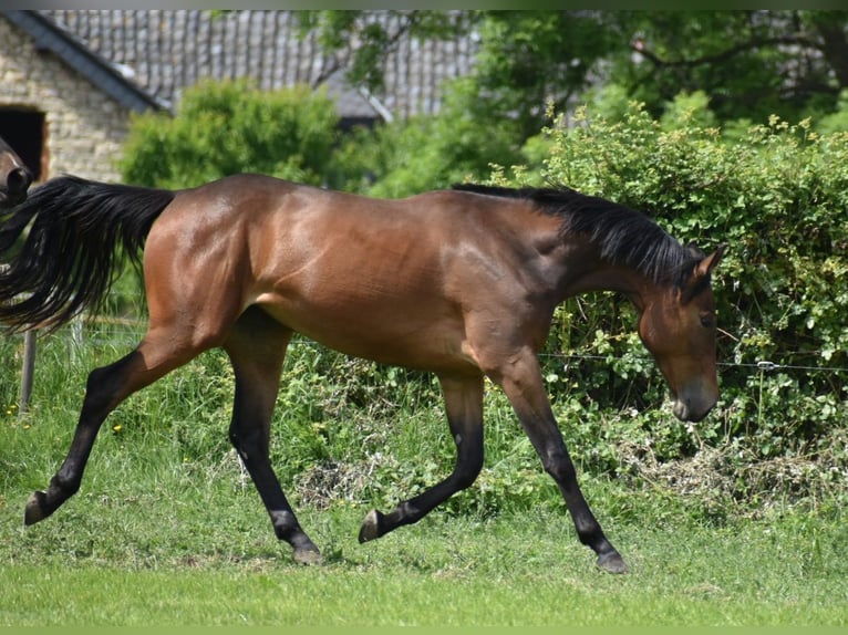 Westfale Stute 2 Jahre 164 cm Brauner in Aachen