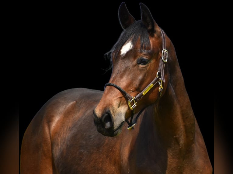 Westfale Stute 2 Jahre 164 cm Brauner in Aachen