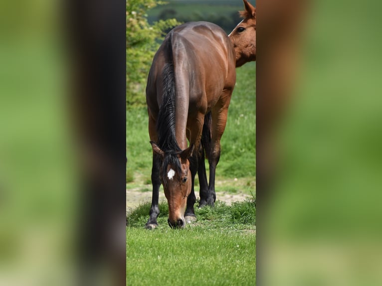 Westfale Stute 2 Jahre 164 cm Brauner in Aachen