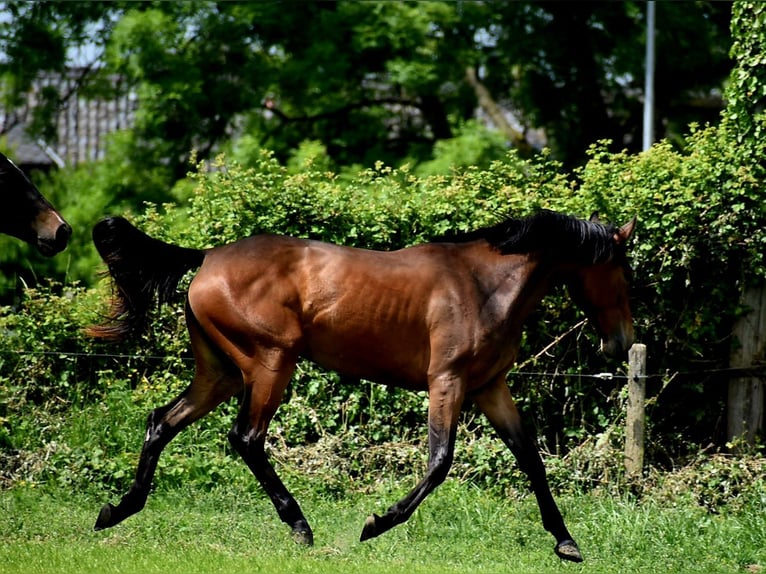 Westfale Stute 2 Jahre 164 cm Brauner in Aachen