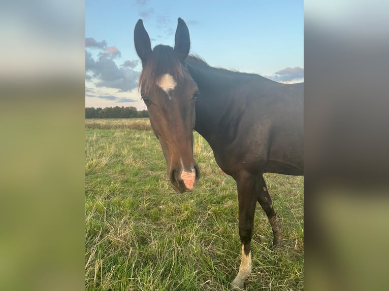 Westfale Stute 2 Jahre 166 cm Dunkelbrauner in Ritterhude/Bremen