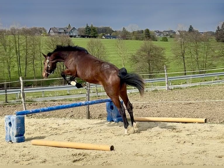 Westfale Stute 2 Jahre 167 cm Brauner in Wipperfürth